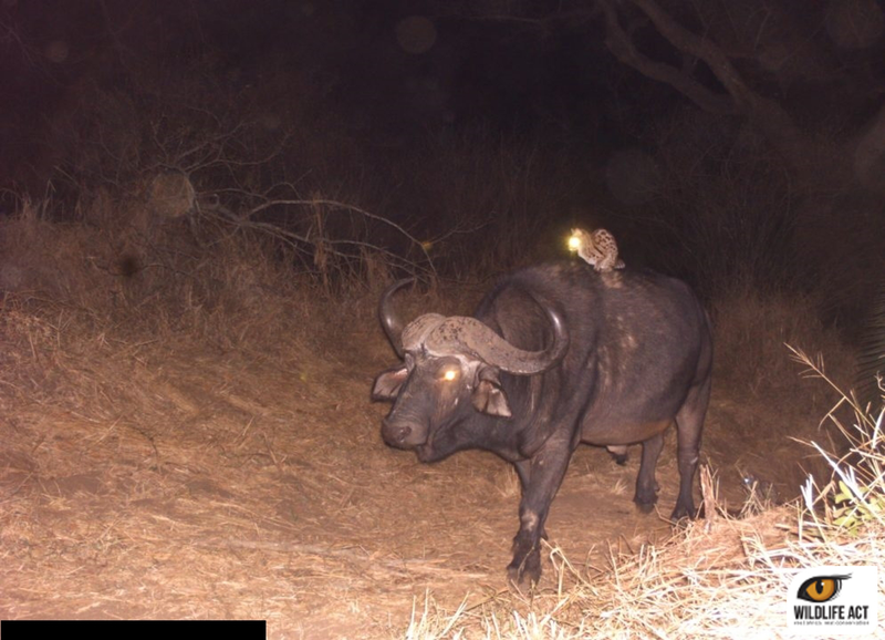 Illustration for article titled Oh nothing, just a genet riding a buffalo
